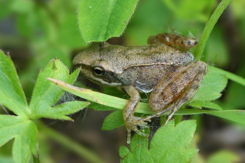 Piccola rana da id - Rana italica